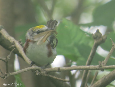 Paruline  flancs marrons - Chestnut-sided warbler