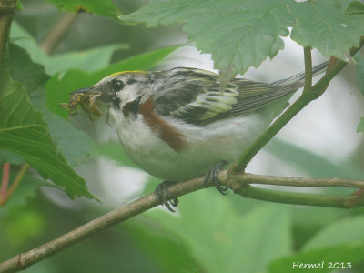 Paruline  flancs marrons - Chestnut-sided warbler