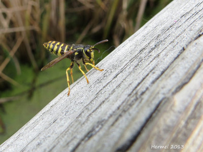 Guêpe - Wasp