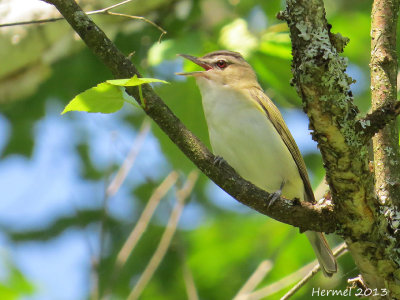 Vireo aux yeux rouges - Red-eyed Vireo