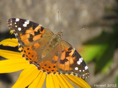 Belle Dame - Painted Lady