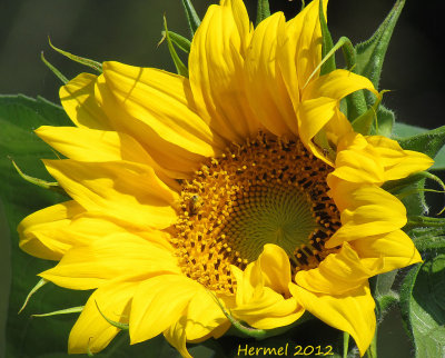 Tournesol - Sunflower