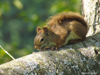 cureuil - Squirrel