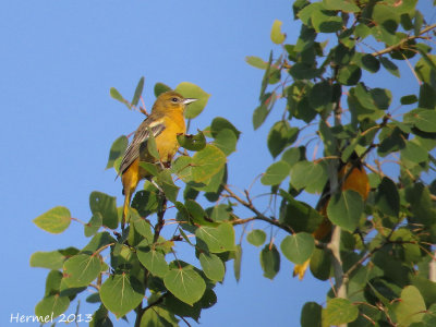 Oriole de Baltimore - Baltimore Oriole