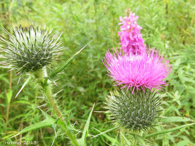 Chardon - Thistle