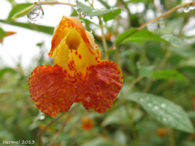 Impatiente du cap - Common Jewelweed