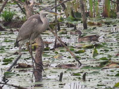 Grand Héron/Canard branchu - Great blue Heron/Wood Duck