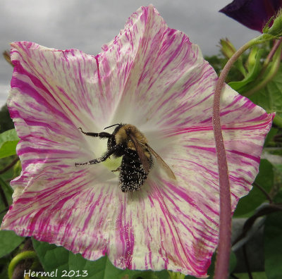 Bourdon - Bumblebee