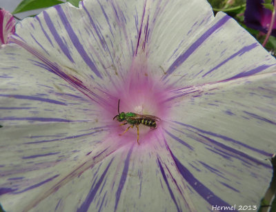 Guêpe - Wasp