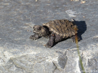 Bb serpentine - Baby snapping turtle