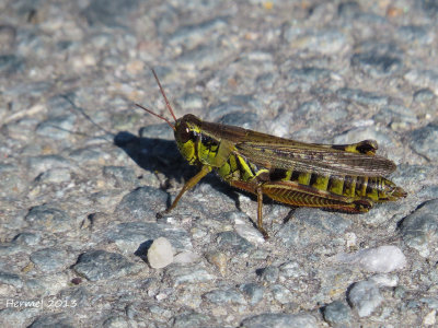 Criquet - Locust