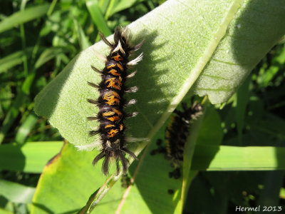 Arctiide de l'asclépiade - Milkweed tussock