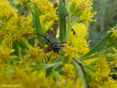 Cyllène du robinier - Locust borer