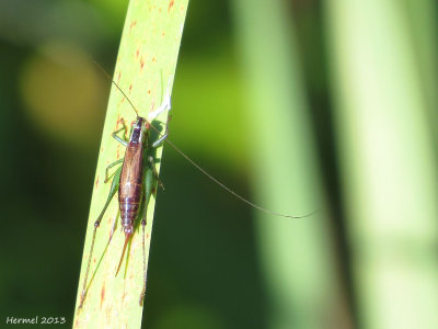 Conocéphale à ailes courtes - Short-winged meadow katydid