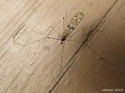 Tipule géante - Tipula(crane fly)
