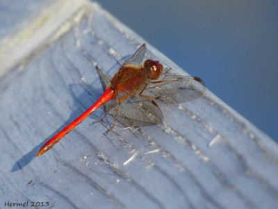 Libellule - Dragonfly
