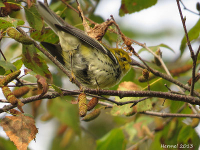 Paruline  gorge noire - Black-throated green Warbler
