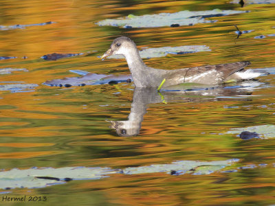 Gallinule - juvenile - Common Moorhen