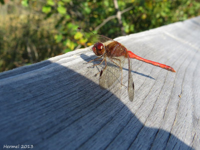 Libellule - Dragonfly