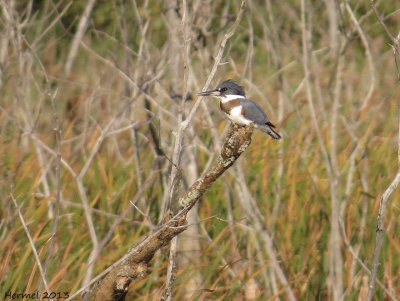 Martin-pêcheur - Belted Kingfisher