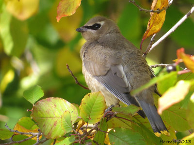 Jaseur d'Amérique - Cedar Waxwing