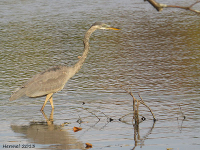 Grand Héron - Great BLue Heron