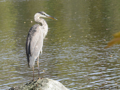 Grand Héron - Great BLue Heron