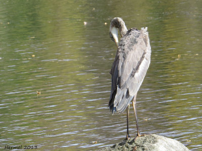 Grand Héron - Great BLue Heron