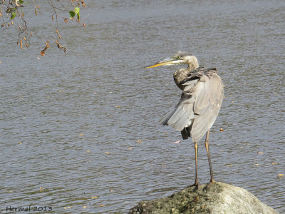Grand Héron - Great BLue Heron