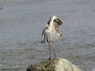 Grand Héron - Great BLue Heron