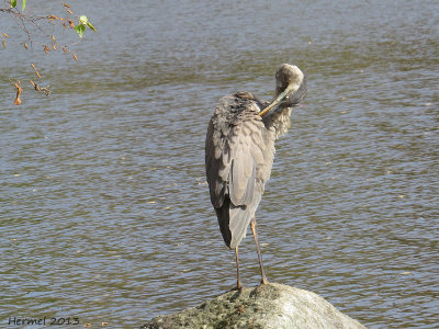 Grand Héron - Great BLue Heron
