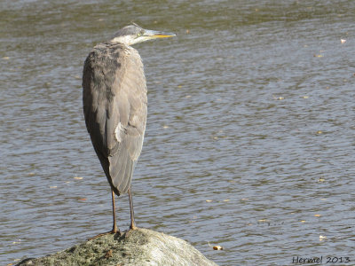 Grand Héron - Great BLue Heron