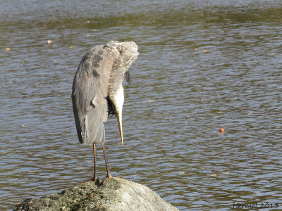 Grand Héron - Great BLue Heron