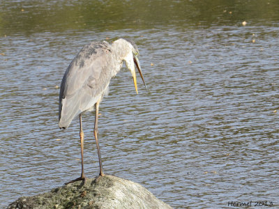 Grand Héron - Great BLue Heron