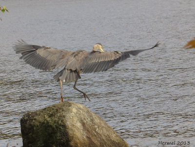Grand Héron - Great BLue Heron