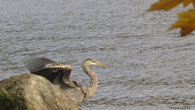 Grand Héron - Great BLue Heron