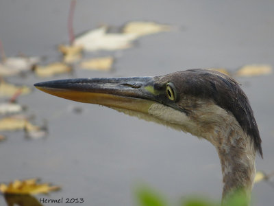 Grand Héron - Great BLue Heron