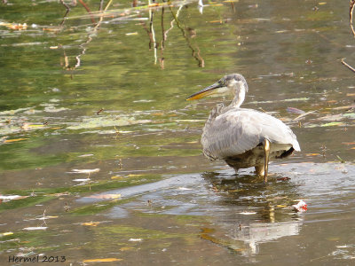 Grand Héron - Great BLue Heron