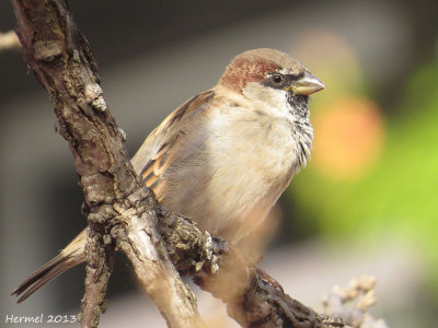 Moineau domestique - House Sparrow