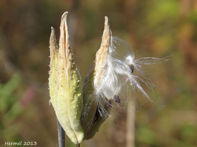 Asclpiade - Milkweed