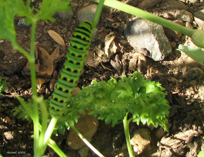Chenille du papillon du céleri - #4159 - Black swallowtai - Papilio polyxenes