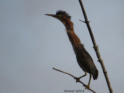 Hron vert - Green Heron