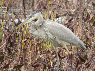 Grand Hron - Great BLue Heron