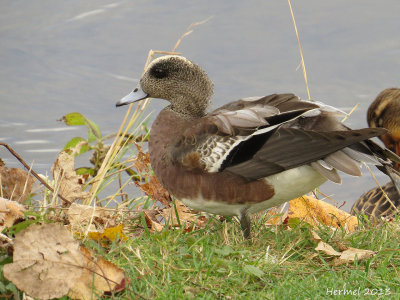Canard d'Amrique - American Wigeon