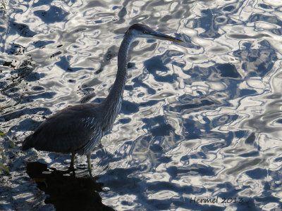 Grand Hron - Great BLue Heron