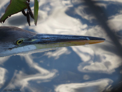 Grand Héron - Great BLue Heron
