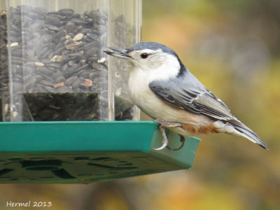 Sittelle à poitrine blanche - White-breasted Nuthatch