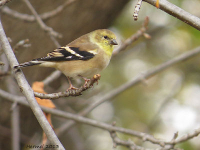 Chardonneret jaune - Anerican Goldfinch