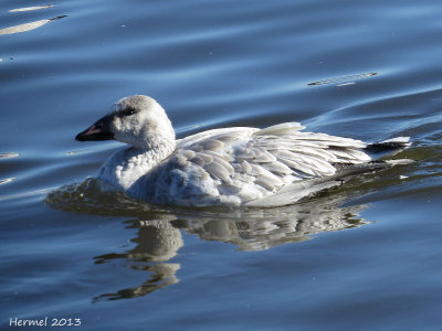 Oie des neiges - Snow Goose