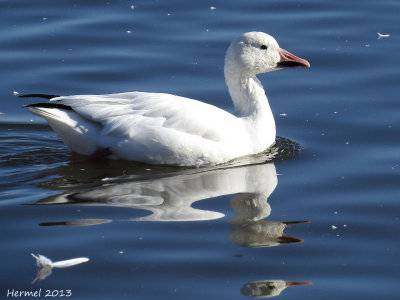 Oie des neiges - Snow Goose